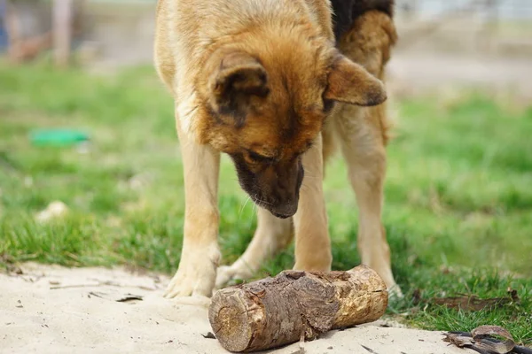 Perro jugando con una barra de madera — Foto de Stock