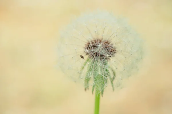 Fluffiga maskros blomma — Stockfoto