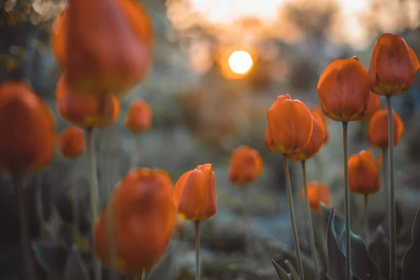 Claro de tulipanes anaranjados al atardecer — Foto de Stock