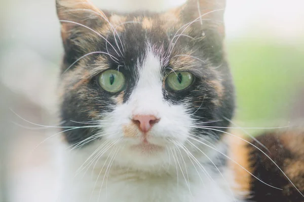 Portrait of a cat closeup face — Stock Photo, Image