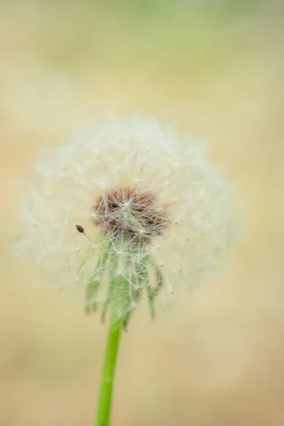 Fluffy dandelion flower in spring garden — Stock Photo, Image