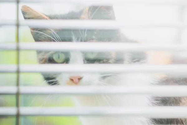 재미있는 삼색 고양이 — 스톡 사진