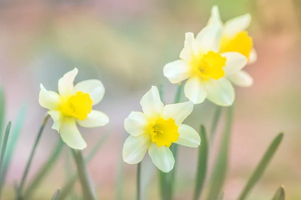 Les jonquilles jaunes poussent dans le jardin . — Photo