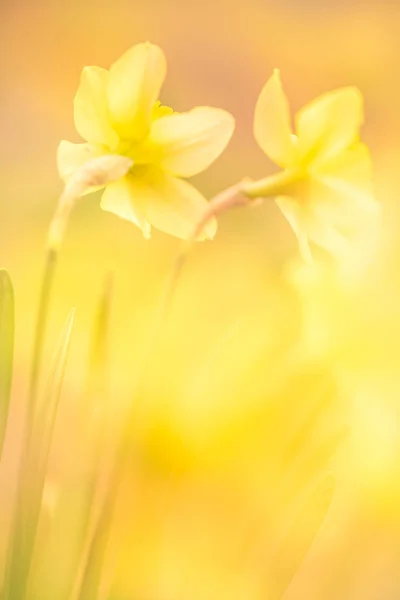 Jonquille dans un jardin de printemps jaune. Narcisse fleur — Photo