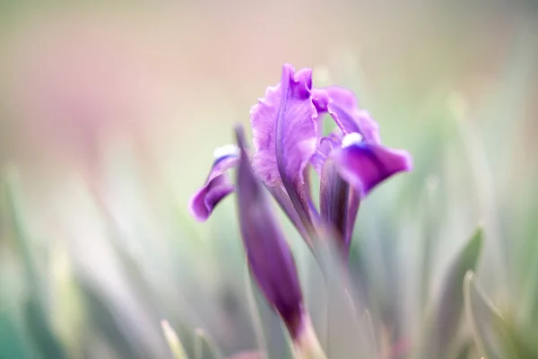 Fiore di iris viola — Foto Stock