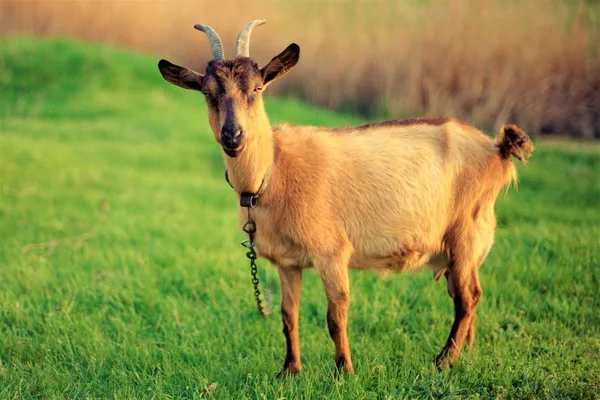 Bella capra bruna pascola su erba verde — Foto Stock