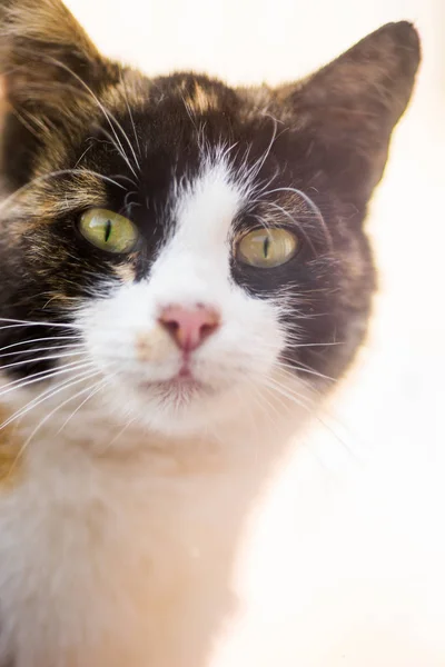 Closeup portrait of cat face with green eyes. — Stock Photo, Image