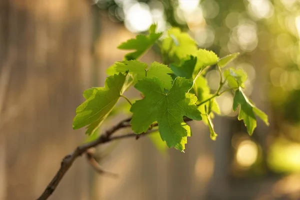 Folhas de uva no ramo do pôr-do-sol — Fotografia de Stock