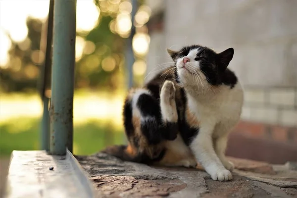 Kat poot krassen achter het oor. Vlooien en teken bij huisdieren. — Stockfoto