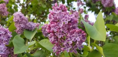 Bahar bahçesinde bir leylak ağacının dalları rüzgarda hafifçe sallar, yakın çekim