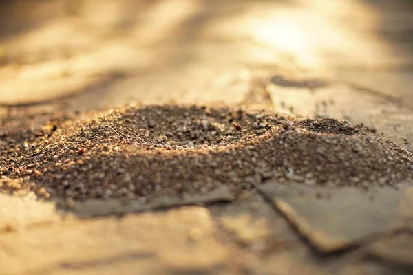 햇볕이 잘 드는 안뜰에서 야생 타일의 돌 바닥에 개미의 작은 둥지. — 스톡 사진