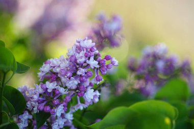 Mor leylak ağacının çiçek açan dalı makro görüntüsü