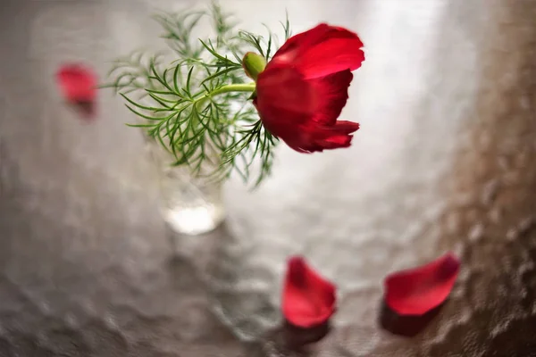 Fiore di peonia rossa in un vaso su un tavolo con petali ricoperti di doccia — Foto Stock