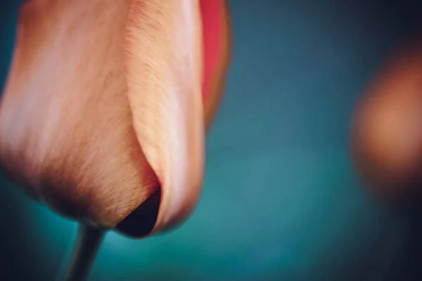 Red shiny tulips growing in the garden at sunset. — Stock Photo, Image