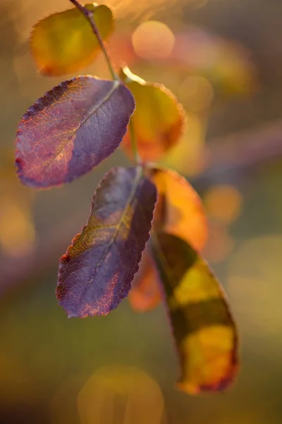 Новые листья розово-зеленого и коричневого оттенков — стоковое фото