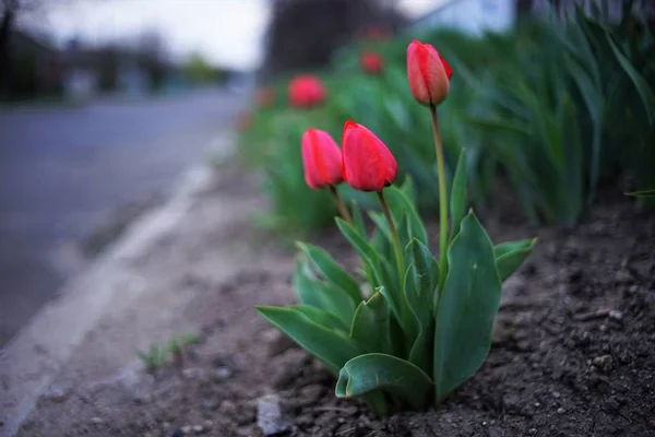 Tulipes rouges poussant dans un jardin rural de printemps près de la route — Photo