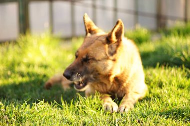 Çoban köpek yaz bahçesinde çim üzerinde yatan ve gülüyor. Odaklanmamış
