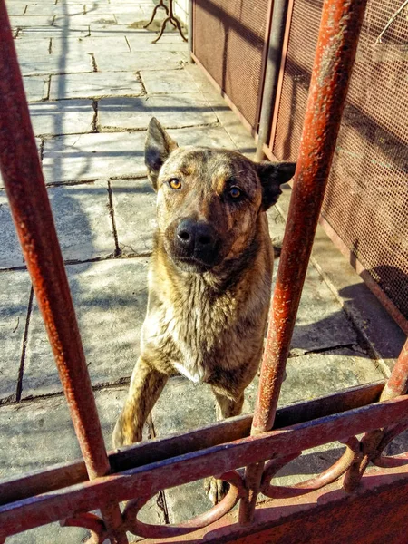 รูปภาพของสุนัขเลี้ยงแกะผ่านประตู . — ภาพถ่ายสต็อก