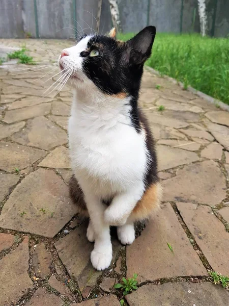 Chat tricolore assis sur le sol d'une pierre sauvage dans la cour . — Photo