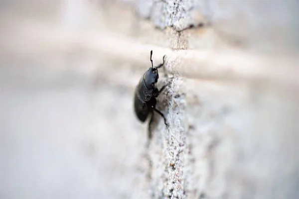 black beetle crawls on stone wall, macro photo