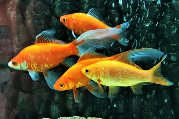 Goldfische schwimmen im Aquarium — Stockfoto