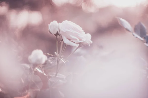 창백한 장미 꽃의 부드러운 파스텔 배경 이미지 — 스톡 사진