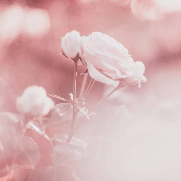 Różowy pastel obraz róże kwiaty miękkie tło — Zdjęcie stockowe