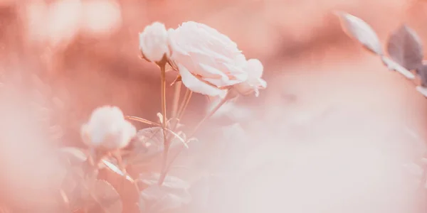 Sanft pastellfarbener Hintergrund blasser Rosen — Stockfoto