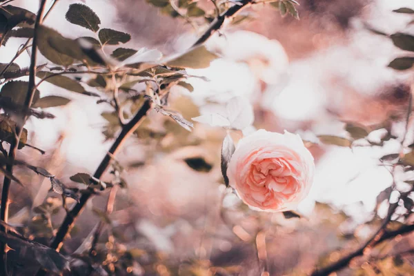 여름 정원에서 성장 하는 옅은 핑크 장미 부시 — 스톡 사진