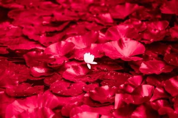 Flor lírio água e folhagem em cores vermelhas abstrato — Fotografia de Stock
