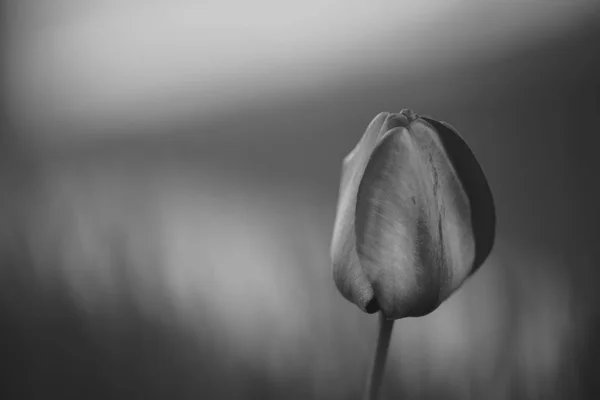 BW lesklý Tulipán rostoucí v tmavém poli u řeky. — Stock fotografie