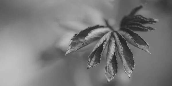 Belle nuove foglie di fiore di rosa, macro shot. BW . — Foto Stock