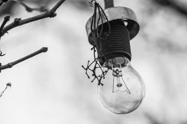 정원에 매달려 전등 갓없이 오래된 램프. Bw — 스톡 사진