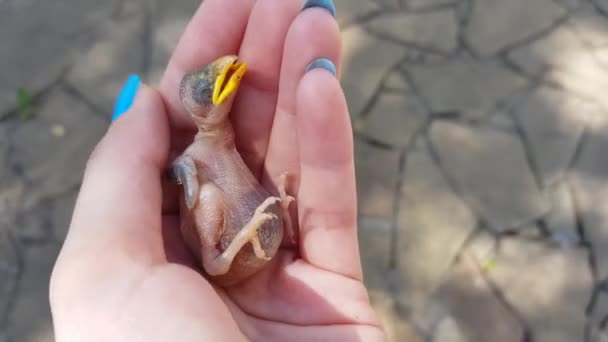 Pequeña Gorriona Palma Mano Femenina Pájaro Bebé Sin Plumas Con — Vídeo de stock