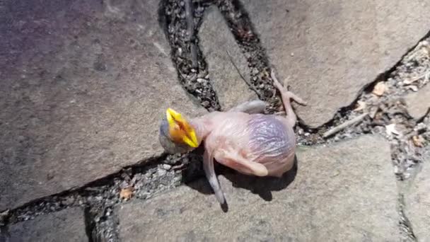 黄色いくちばしで羽のない透明な赤ちゃんの鳥 石の床に巣から落ちた — ストック動画