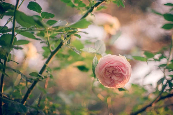Rosa pálido arbusto rosa crescer no jardim de verão — Fotografia de Stock