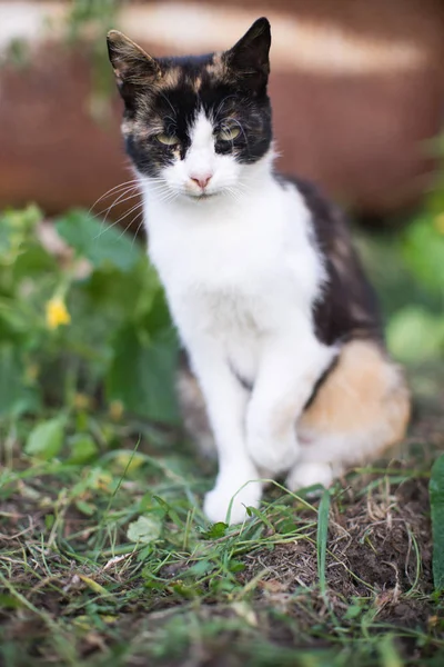 Tricolor Cat zittend in de tuin met groen gras — Stockfoto