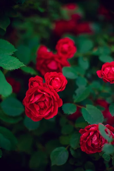 O arbusto de rosas vermelho cresce no jardim de verão — Fotografia de Stock