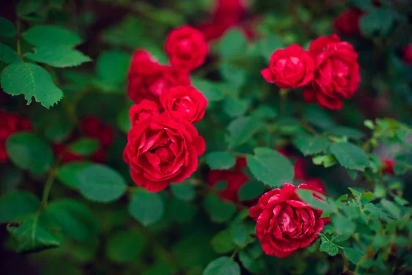 Rode rozen struik groeien in de zomer tuin — Stockfoto