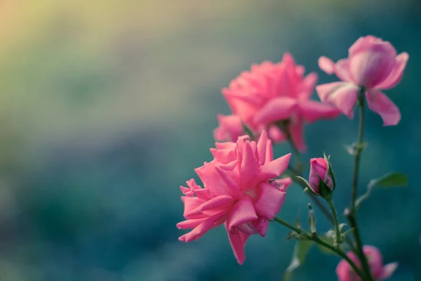 Rosales pálidos rosa arbusto con luz mágica en el jardín de verano . — Foto de Stock