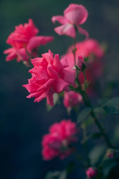 Roze bleke rozen bush met magische licht in de zomertuin. — Stockfoto