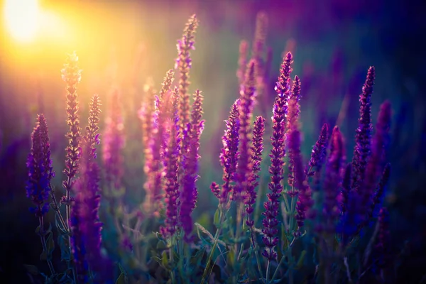 Imagen de campo oscuro con flores púrpuras al atardecer . — Foto de Stock