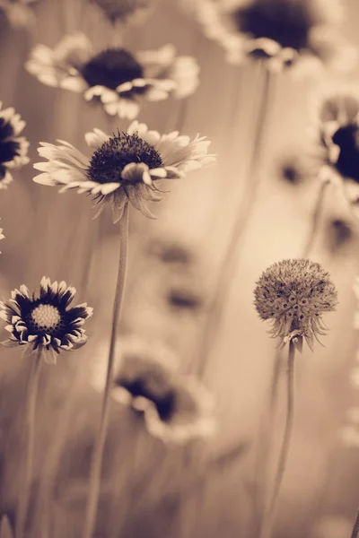 Flores de Rudbeckia crecen en el jardín de verano, sepia tonificada — Foto de Stock