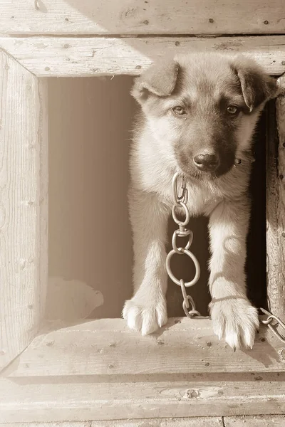站在木狗屋门口的严重小蓬松的小狗 — 图库照片