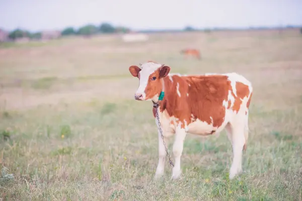 Vaca marrón pastando en un campo sobre hierba verde — Foto de Stock