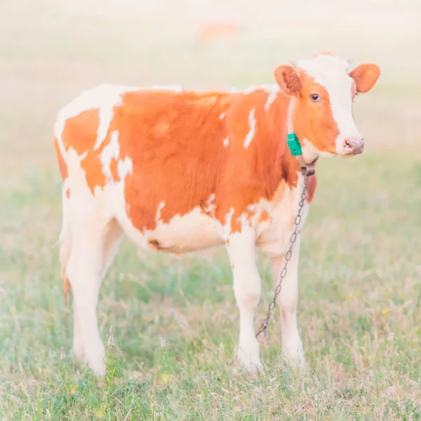 Vaca marrón pastando en un campo sobre hierba verde — Foto de Stock