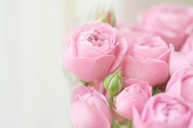 yakın çekim soluk Hassas şakayık gül. Seçici odak, büyülü ışık