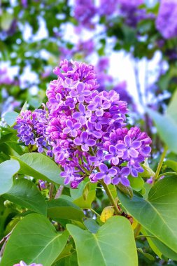 Bahar bahçesinde güzel küçük çiçekler ile Leylak ağaç dalları