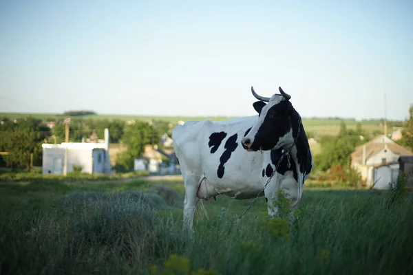 Vaca manchada blanca y negra pastando en el campo — Foto de Stock