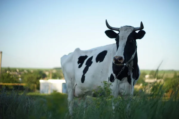 Vaca manchada blanca y negra pastando con una correa . — Foto de Stock